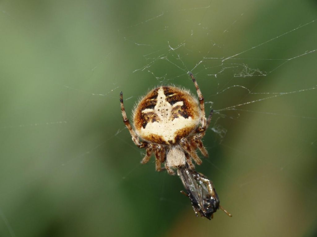 Araneidae - Agalenatea redii